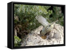 Ruby-Crowned Kinglet-Gary Carter-Framed Stretched Canvas