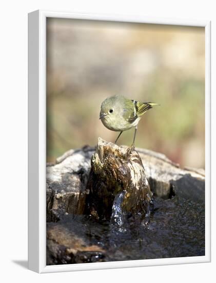 Ruby-Crowned Kinglet-Gary Carter-Framed Photographic Print