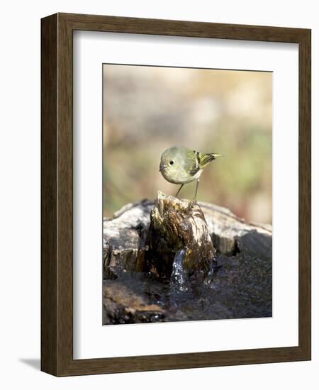 Ruby-Crowned Kinglet-Gary Carter-Framed Photographic Print