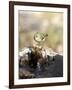 Ruby-Crowned Kinglet-Gary Carter-Framed Photographic Print