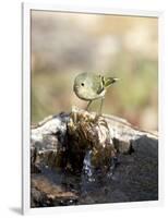 Ruby-Crowned Kinglet-Gary Carter-Framed Photographic Print