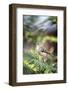 Ruby-Crowned Kinglet-Gary Carter-Framed Photographic Print