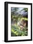 Ruby-Crowned Kinglet-Gary Carter-Framed Photographic Print