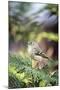 Ruby-Crowned Kinglet-Gary Carter-Mounted Photographic Print