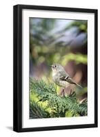 Ruby-Crowned Kinglet-Gary Carter-Framed Photographic Print