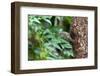 Ruby-Crowned Kinglet-Gary Carter-Framed Photographic Print