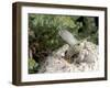 Ruby-Crowned Kinglet-Gary Carter-Framed Photographic Print