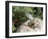 Ruby-Crowned Kinglet-Gary Carter-Framed Photographic Print