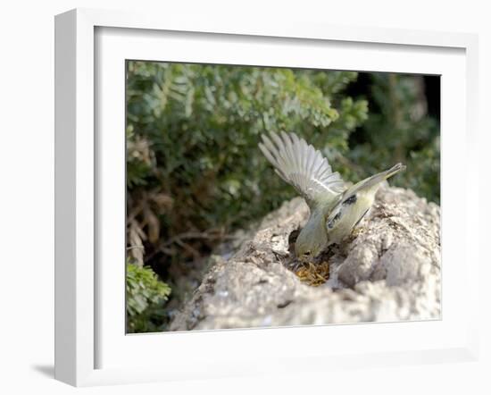 Ruby-Crowned Kinglet-Gary Carter-Framed Photographic Print