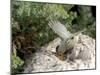 Ruby-Crowned Kinglet-Gary Carter-Mounted Photographic Print