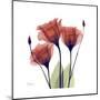 Ruby Gentian-Albert Koetsier-Mounted Art Print