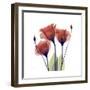 Ruby Gentian-Albert Koetsier-Framed Art Print