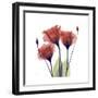 Ruby Gentian-Albert Koetsier-Framed Art Print