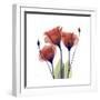 Ruby Gentian-Albert Koetsier-Framed Art Print