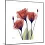 Ruby Gentian-Albert Koetsier-Mounted Art Print