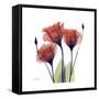 Ruby Gentian-Albert Koetsier-Framed Stretched Canvas