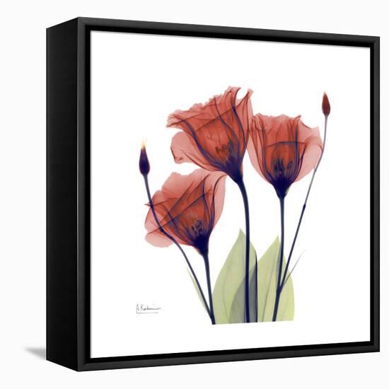 Ruby Gentian-Albert Koetsier-Framed Stretched Canvas