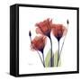 Ruby Gentian-Albert Koetsier-Framed Stretched Canvas