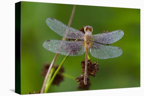 Ruby Meadowhawk [Dragonfly] (Sympetrum Rubicundulum) Female Covered in Dew-Lynn M^ Stone-Stretched Canvas