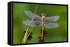 Ruby Meadowhawk [Dragonfly] (Sympetrum Rubicundulum) Female Covered in Dew-Lynn M^ Stone-Framed Stretched Canvas