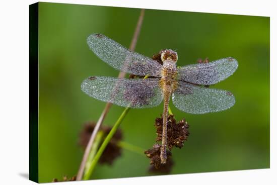 Ruby Meadowhawk [Dragonfly] (Sympetrum Rubicundulum) Female Covered in Dew-Lynn M^ Stone-Stretched Canvas