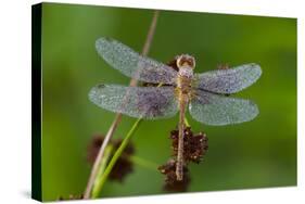 Ruby Meadowhawk [Dragonfly] (Sympetrum Rubicundulum) Female Covered in Dew-Lynn M^ Stone-Stretched Canvas