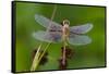 Ruby Meadowhawk [Dragonfly] (Sympetrum Rubicundulum) Female Covered in Dew-Lynn M^ Stone-Framed Stretched Canvas