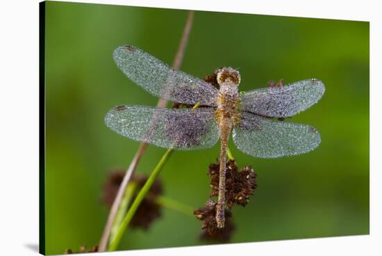 Ruby Meadowhawk [Dragonfly] (Sympetrum Rubicundulum) Female Covered in Dew-Lynn M^ Stone-Stretched Canvas