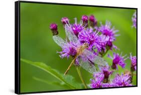 Ruby Meadowhawk [Dragonfly] (Sympetrum Rubicundulum) Female Covered in Dew-Lynn M^ Stone-Framed Stretched Canvas