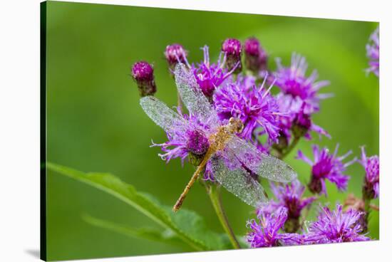 Ruby Meadowhawk [Dragonfly] (Sympetrum Rubicundulum) Female Covered in Dew-Lynn M^ Stone-Stretched Canvas