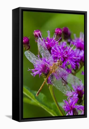 Ruby Meadowhawk [Dragonfly] (Sympetrum Rubicundulum) Female Covered in Dew-Lynn M^ Stone-Framed Stretched Canvas