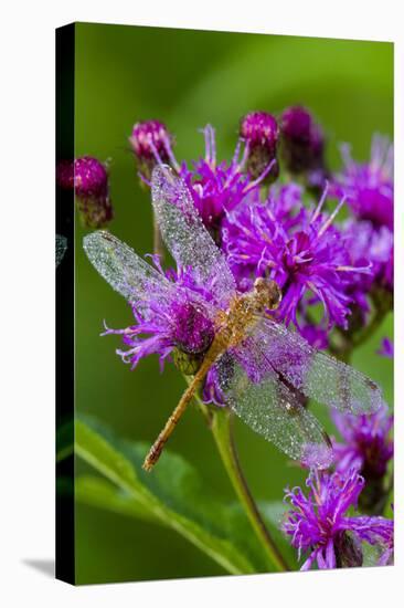 Ruby Meadowhawk [Dragonfly] (Sympetrum Rubicundulum) Female Covered in Dew-Lynn M^ Stone-Stretched Canvas