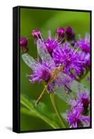 Ruby Meadowhawk [Dragonfly] (Sympetrum Rubicundulum) Female Covered in Dew-Lynn M^ Stone-Framed Stretched Canvas