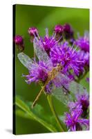 Ruby Meadowhawk [Dragonfly] (Sympetrum Rubicundulum) Female Covered in Dew-Lynn M^ Stone-Stretched Canvas