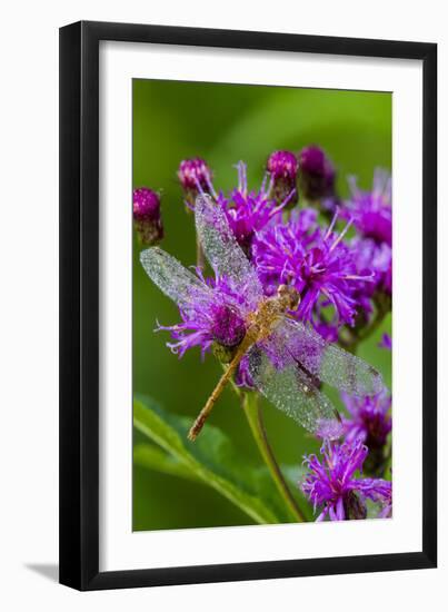 Ruby Meadowhawk [Dragonfly] (Sympetrum Rubicundulum) Female Covered in Dew-Lynn M^ Stone-Framed Photographic Print