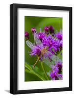 Ruby Meadowhawk [Dragonfly] (Sympetrum Rubicundulum) Female Covered in Dew-Lynn M^ Stone-Framed Photographic Print