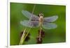 Ruby Meadowhawk [Dragonfly] (Sympetrum Rubicundulum) Female Covered in Dew-Lynn M^ Stone-Framed Photographic Print