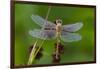 Ruby Meadowhawk [Dragonfly] (Sympetrum Rubicundulum) Female Covered in Dew-Lynn M^ Stone-Framed Photographic Print