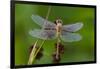 Ruby Meadowhawk [Dragonfly] (Sympetrum Rubicundulum) Female Covered in Dew-Lynn M^ Stone-Framed Photographic Print