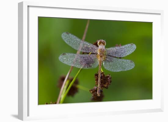 Ruby Meadowhawk [Dragonfly] (Sympetrum Rubicundulum) Female Covered in Dew-Lynn M^ Stone-Framed Photographic Print