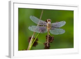 Ruby Meadowhawk [Dragonfly] (Sympetrum Rubicundulum) Female Covered in Dew-Lynn M^ Stone-Framed Photographic Print