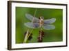 Ruby Meadowhawk [Dragonfly] (Sympetrum Rubicundulum) Female Covered in Dew-Lynn M^ Stone-Framed Photographic Print