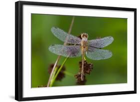 Ruby Meadowhawk [Dragonfly] (Sympetrum Rubicundulum) Female Covered in Dew-Lynn M^ Stone-Framed Photographic Print