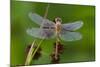 Ruby Meadowhawk [Dragonfly] (Sympetrum Rubicundulum) Female Covered in Dew-Lynn M^ Stone-Mounted Photographic Print