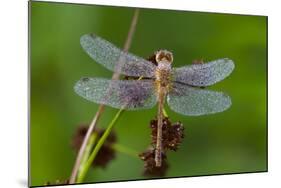 Ruby Meadowhawk [Dragonfly] (Sympetrum Rubicundulum) Female Covered in Dew-Lynn M^ Stone-Mounted Photographic Print