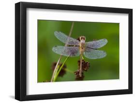 Ruby Meadowhawk [Dragonfly] (Sympetrum Rubicundulum) Female Covered in Dew-Lynn M^ Stone-Framed Photographic Print