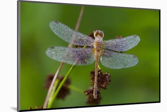 Ruby Meadowhawk [Dragonfly] (Sympetrum Rubicundulum) Female Covered in Dew-Lynn M^ Stone-Mounted Photographic Print