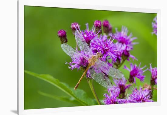 Ruby Meadowhawk [Dragonfly] (Sympetrum Rubicundulum) Female Covered in Dew-Lynn M^ Stone-Framed Photographic Print