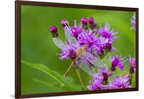 Ruby Meadowhawk [Dragonfly] (Sympetrum Rubicundulum) Female Covered in Dew-Lynn M^ Stone-Framed Photographic Print