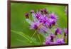 Ruby Meadowhawk [Dragonfly] (Sympetrum Rubicundulum) Female Covered in Dew-Lynn M^ Stone-Framed Photographic Print